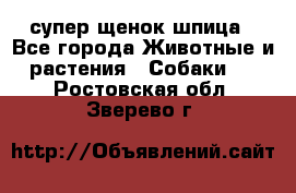 супер щенок шпица - Все города Животные и растения » Собаки   . Ростовская обл.,Зверево г.